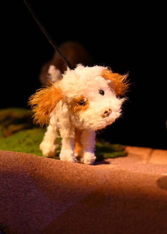 Умная собачка Соня